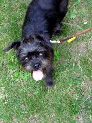 Photo Affenpinscher