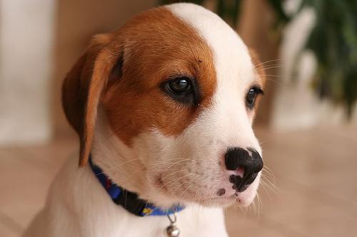 Photo Beagle