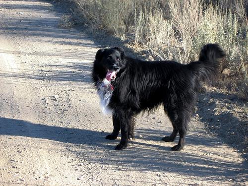 Photo Border Collie
