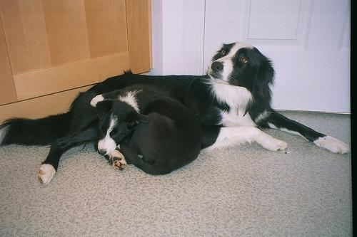 Photo Border Collie