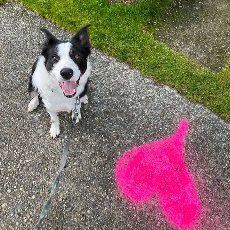 Photo Border Collie