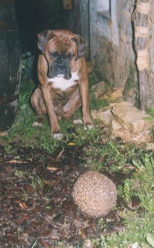 Photo Boxer