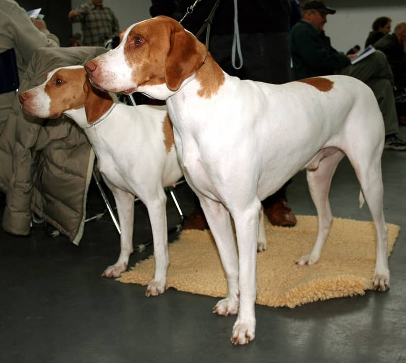 Photo de Saint-Germain Pointer