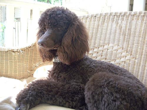Photo de Poodle