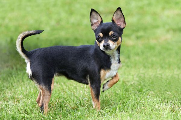 Photo de Chihuahua