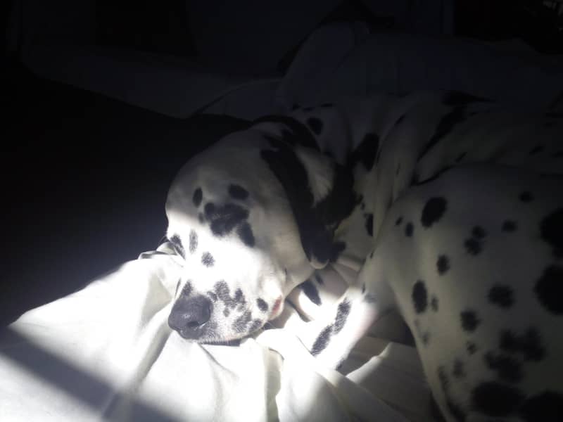Photo Dalmatian