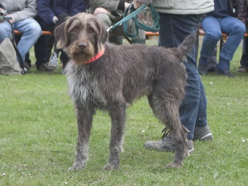 Photo de German Roughhaired Pointer