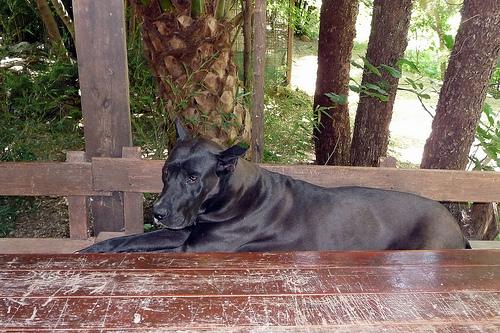 Photo Great Dane