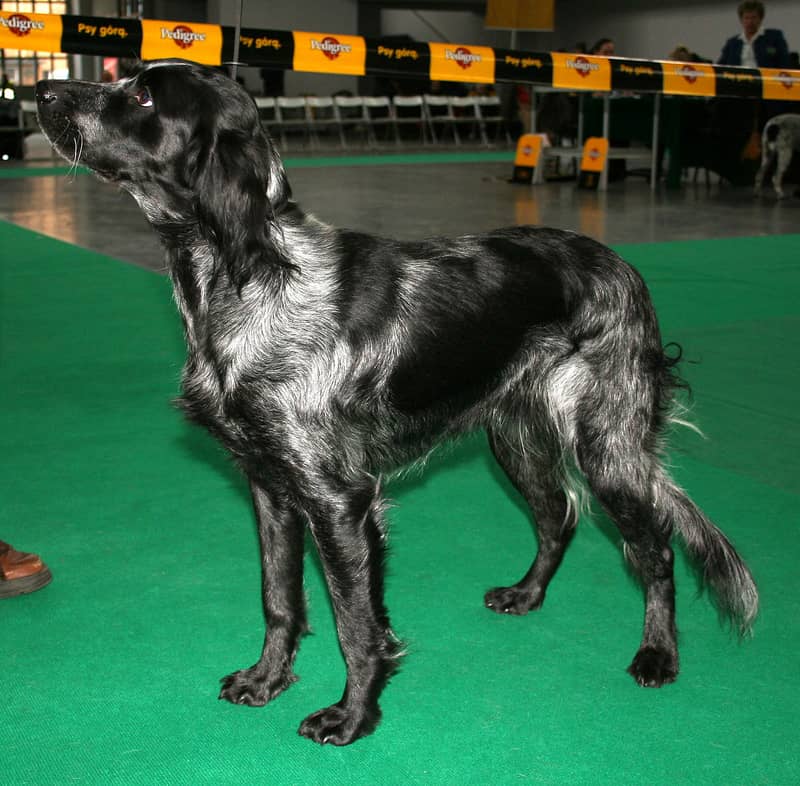 Photo de Blue Picardy Spaniel