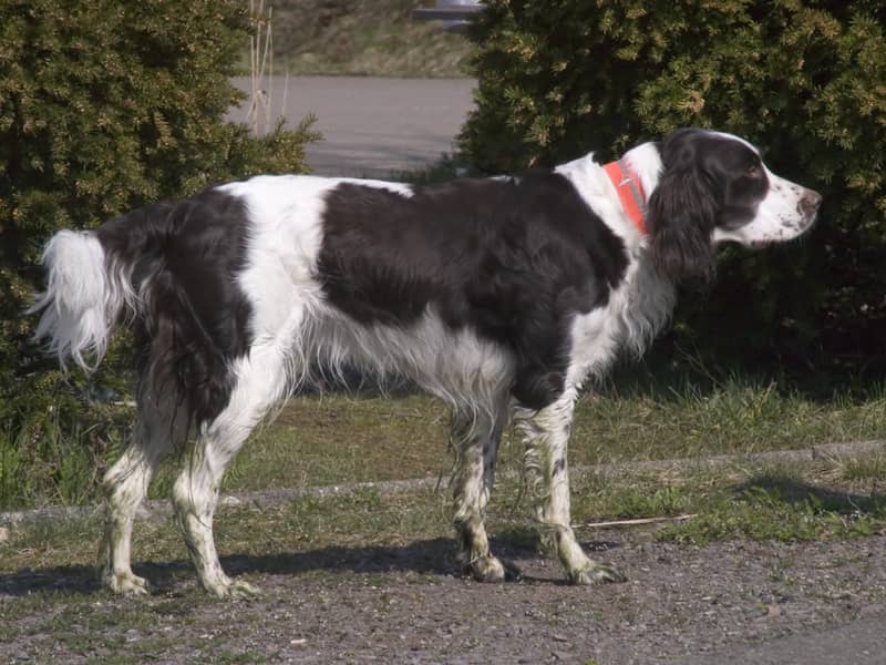 Photo de French Spaniel