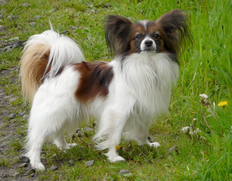 Photo de Continental Toy Spaniel
