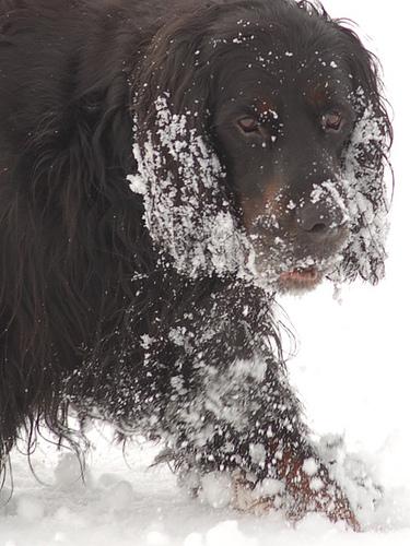 Photo Gordon Setter