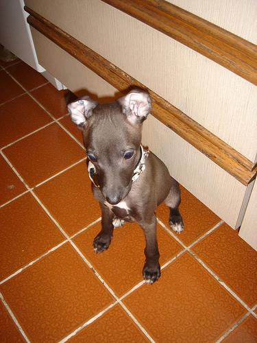 Photo Greyhound
