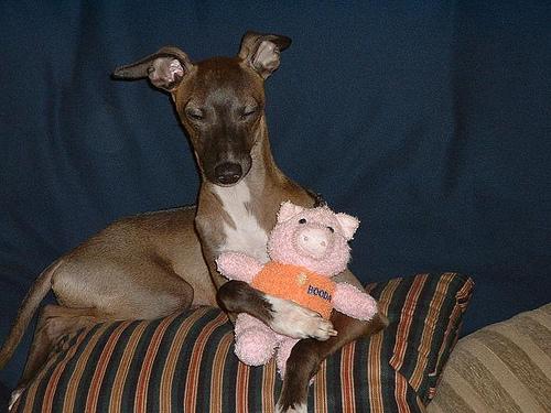 Photo Greyhound