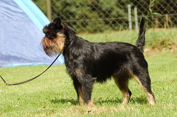 Photo de Brussels Griffon