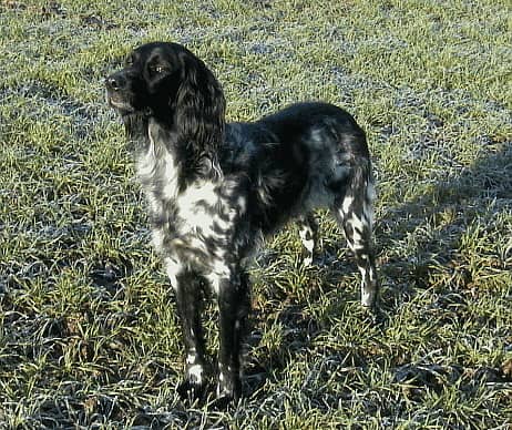 Photo de Large Munsterlander