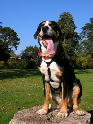 Photo de Greater Swiss Mountain Dog