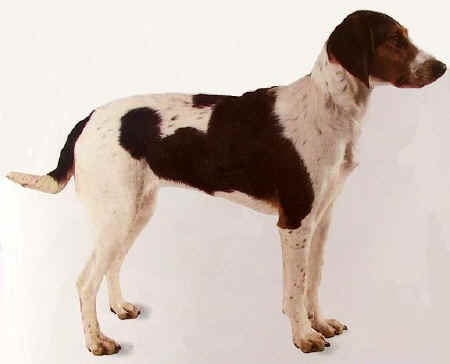 Photo de Halden Hound