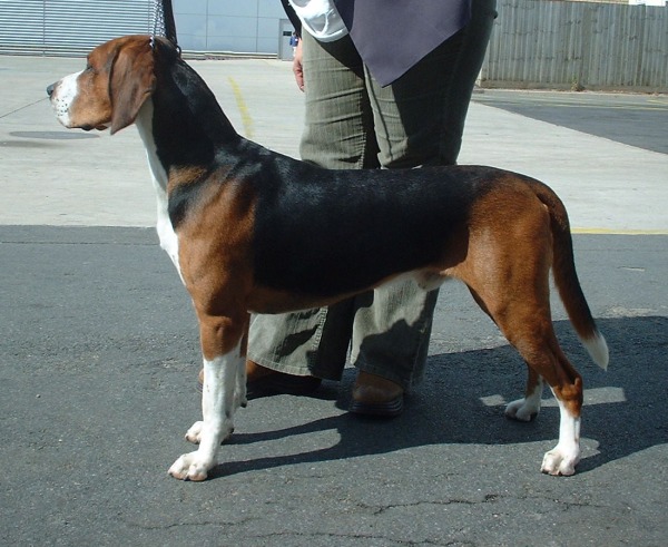 Photo de Hamilton Hound