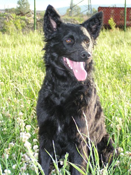 Photo de Croatian Sheepdog