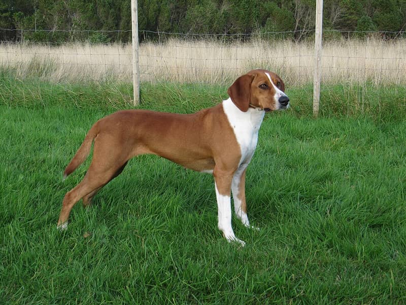 Photo de Hygen Hound