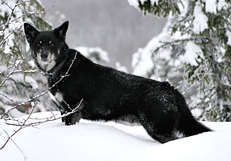 Photo de Lapponian Herder