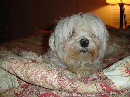 Photo Maltese