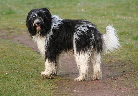 Photo de Dutch Schapendoes