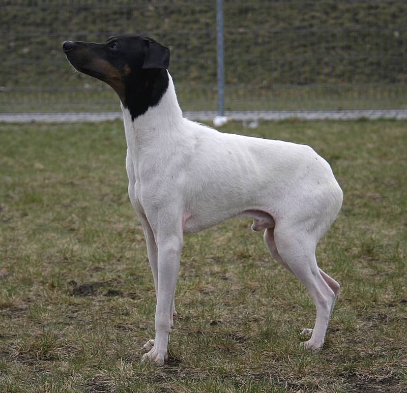 Photo de Japanese Terrier