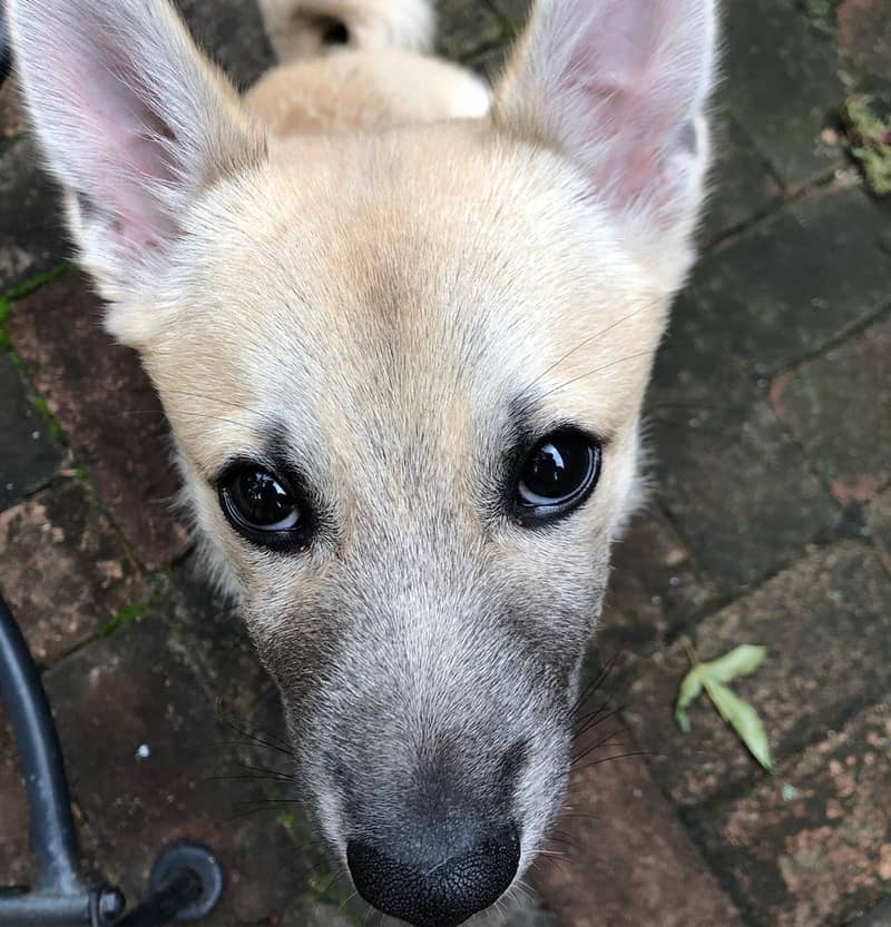 Photo de Norwegian Buhund