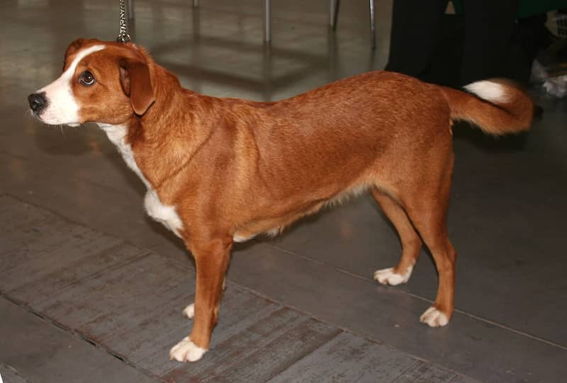 Photo de Austrian Pinscher
