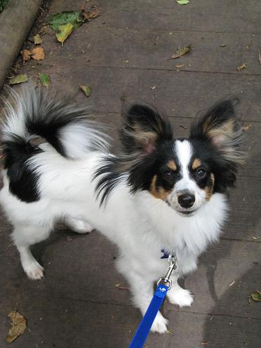 Photo Papillon