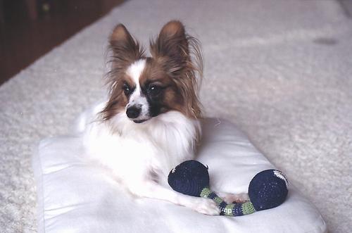 Photo Papillon