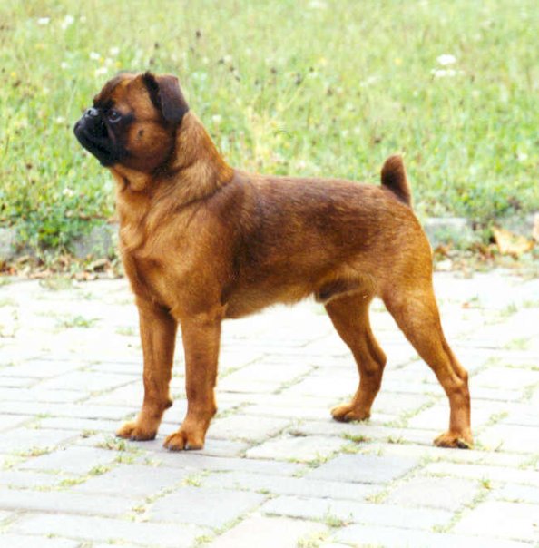 Photo de Brussels Griffon