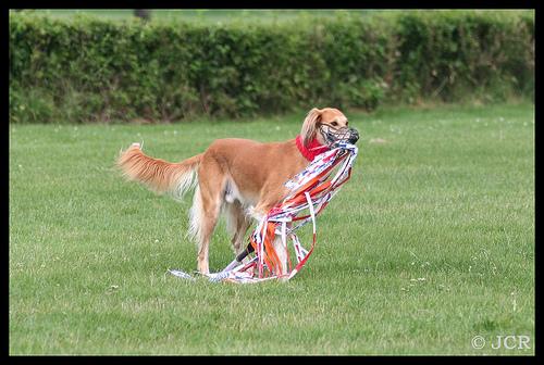 Photo Saluki