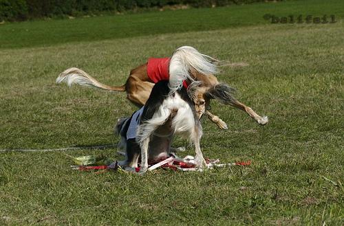 Photo Saluki