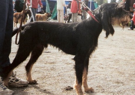 Photo de Italian Rough-haired Segugio