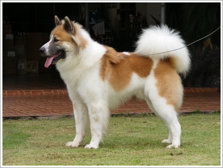 Photo de Thai Bangkaew Dog