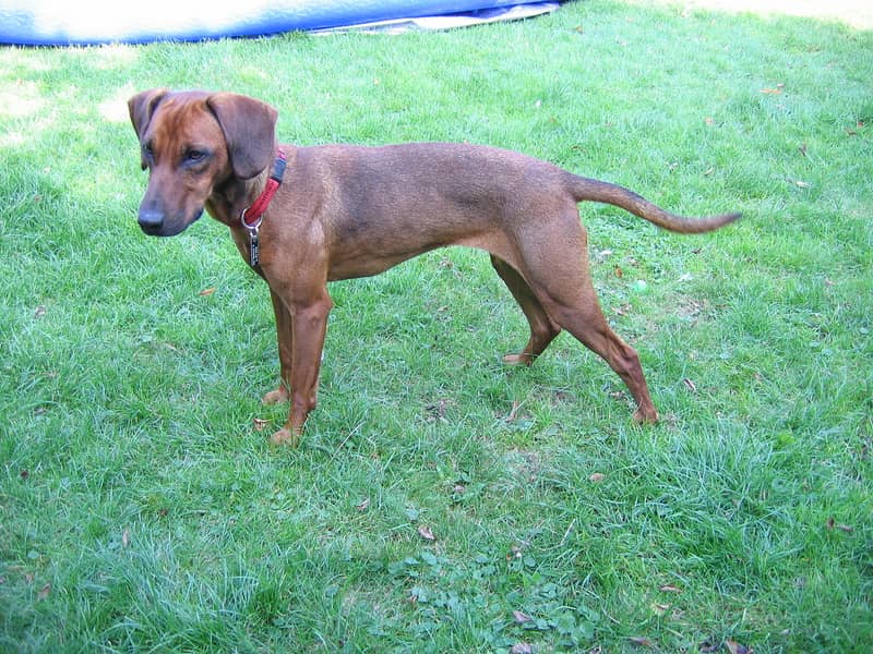Photo de Tyrolean Hound