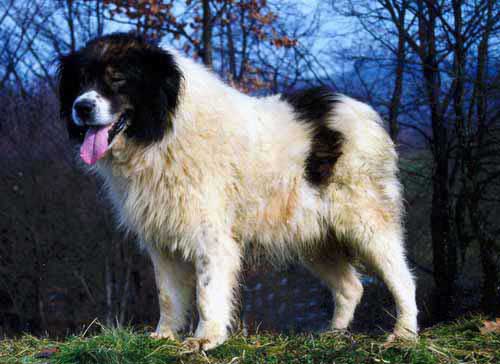 Photo de Tornjak