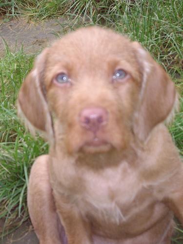 Photo Vizsla
