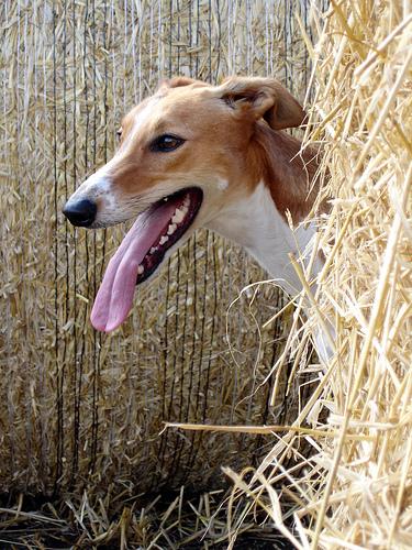 Photo Whippet
